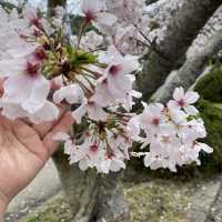 日本三大金運神社と言われてる安房神社