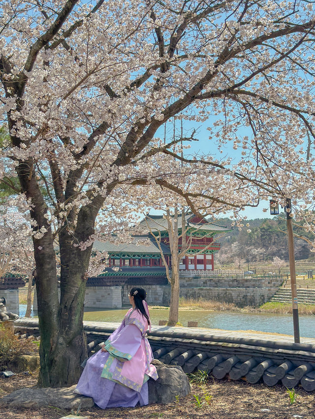 신라 공주님은 월정교 벚꽃 카페에서 차를 즐겼단다🌸💖 