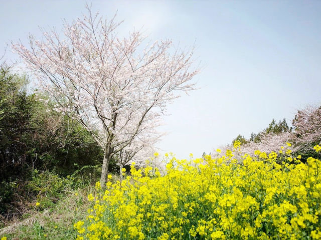 【濟州鹿山路】春季賞櫻，不可錯過的美好時刻