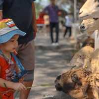 ฟาร์มแกะเพชรบุรี ที่ไม่ได้มีแค่แกะ เดินเพลินมาก