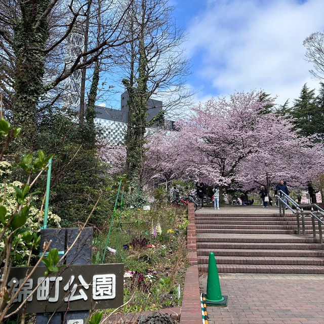 錦町公園 搖曳在陽光下的櫻花，姿態美不勝收