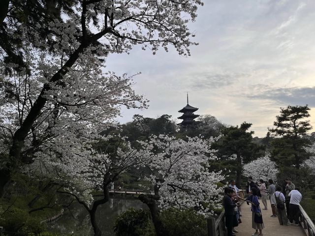 桜が楽しめる三溪園@横浜　〜春〜　🌸