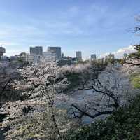 桜鑑賞【新宿御苑and北の丸公園】
