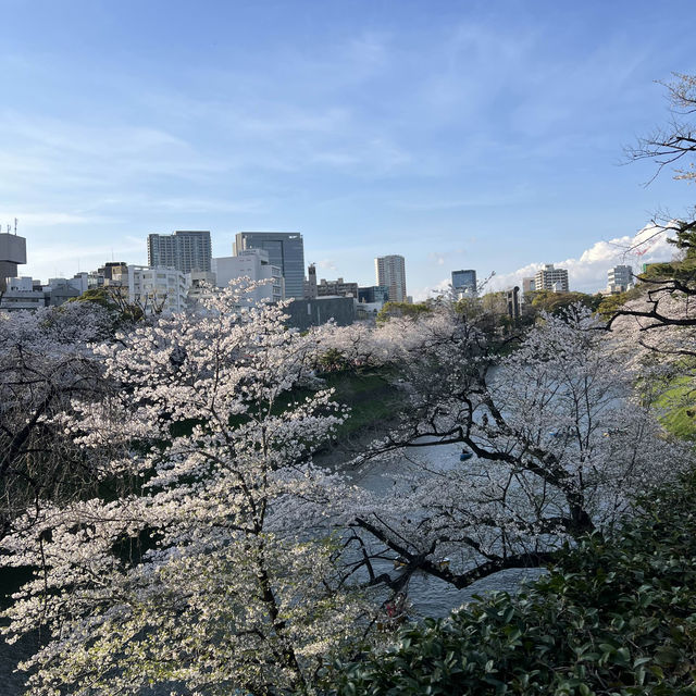 桜鑑賞【新宿御苑and北の丸公園】