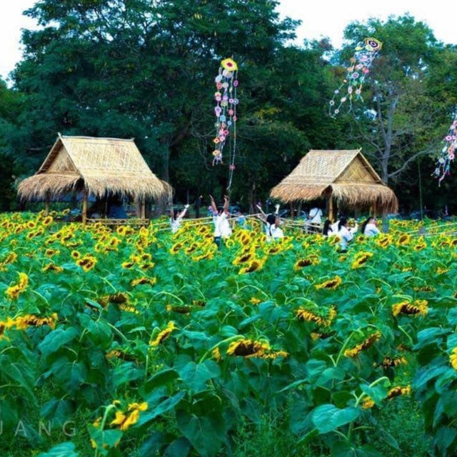 ทุ่งทานตะวันสีทองหนองทึง