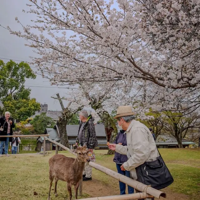 🇯🇵 Nara deer park | Feeding crackers to well-mannered deer 🙇‍♂️