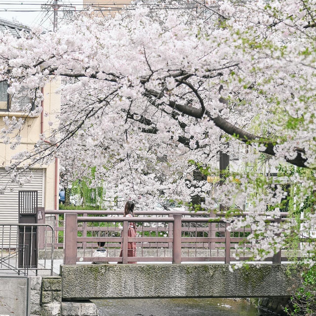 【京都】河原町エリアから徒歩でいける高瀬川の桜スポット
