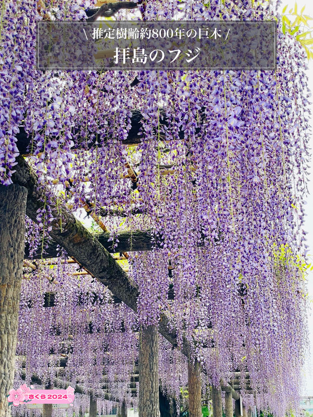 【拝島のフジ/東京都】推定樹齢約800年の巨木