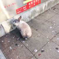 🌸中目黒桜🌸食べ歩き🚶‍♀️