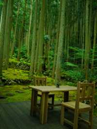 【愛媛】苔に癒される落ち着く空間☺️