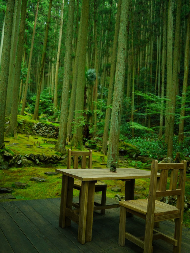 【愛媛】苔に癒される落ち着く空間☺️