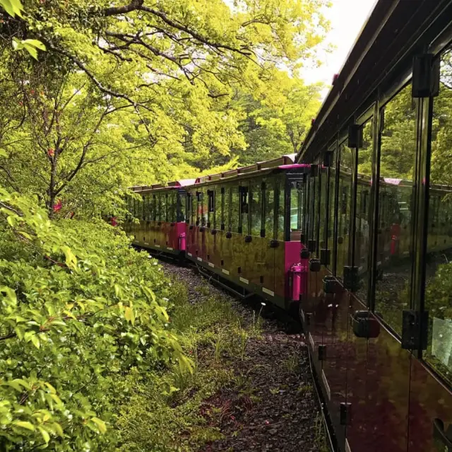 ECOLAND Forest Train: A Great Spring Destination, Perfect for Couples, Best Friends, and Families.