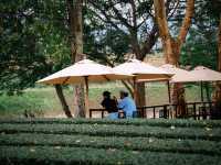 Pirom Cafe เขาใหญ่ พร้อมเสิร์ฟรับฤดูร้อน 