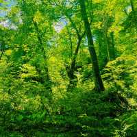 【長野県/荘厳な雰囲気のある樹齢約400年以上の杉並木🌲に木漏れ日が差し込む美しい風景✨】