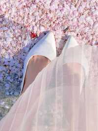 🌸창원 가포로 숨겨진 동백벚꽃길🌸
