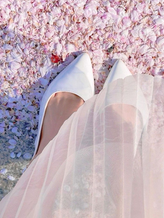 🌸창원 가포로 숨겨진 동백벚꽃길🌸