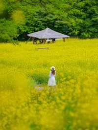 노랑가득 힐링가득 추정리유채꽃축제 사진남기는팁💛🌼