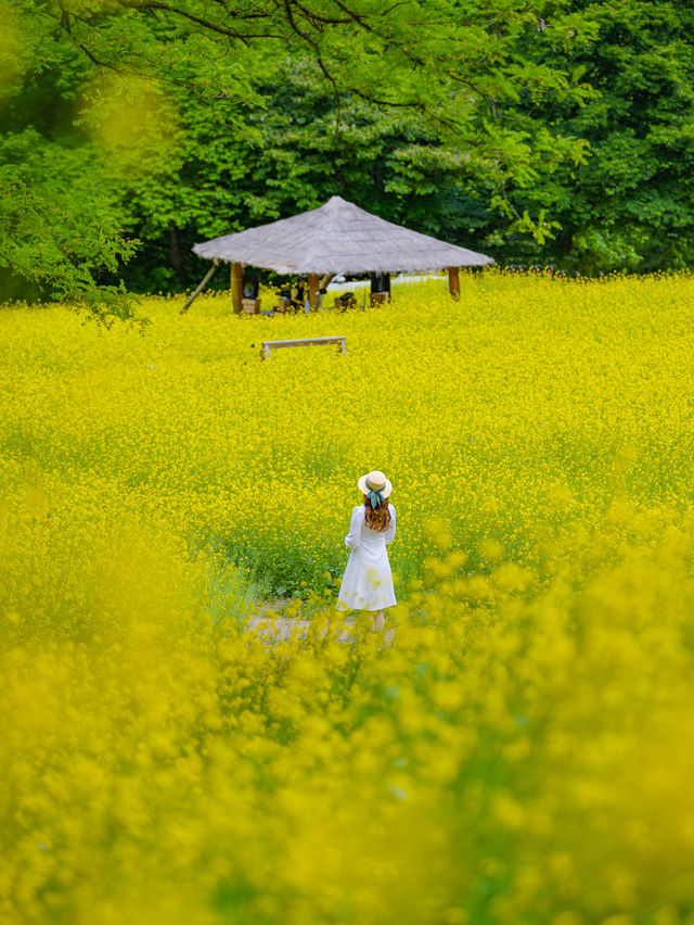 노랑가득 힐링가득 추정리유채꽃축제 사진남기는팁💛🌼