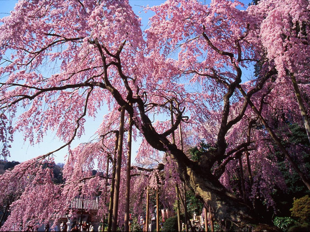 太平山櫻花祭