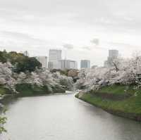 【2024】千鳥ヶ淵綠道：櫻花浪漫💕🌸