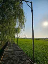 คาเฟ่ แคทตัท นนท์
