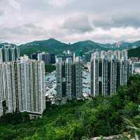 玉桂山鴨脷排行山攻略