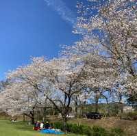4月の観音池公園は最高の桜スポット