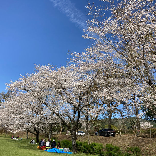 4月の観音池公園は最高の桜スポット