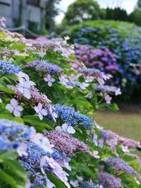 〖亀戸/東京〗 紫陽花×スカイツリーの絶景が楽しめる旧中川水辺公園◌𓈒𓐍