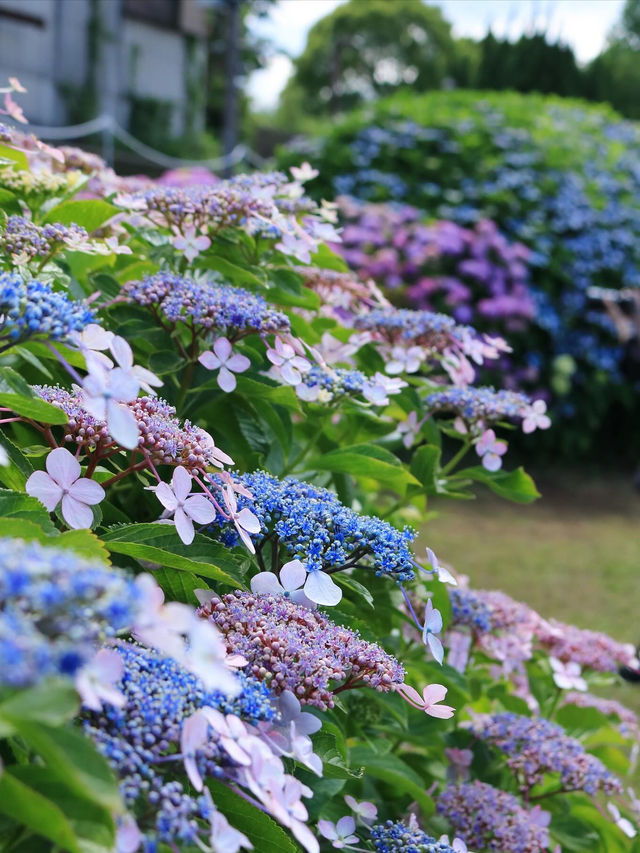 〖亀戸/東京〗 紫陽花×スカイツリーの絶景が楽しめる旧中川水辺公園◌𓈒𓐍