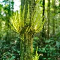 Adventurous jungle trekking at Gunung Lambak, Kluang