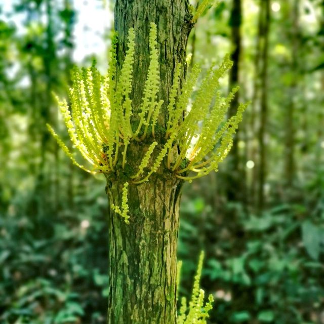 Adventurous jungle trekking at Gunung Lambak, Kluang