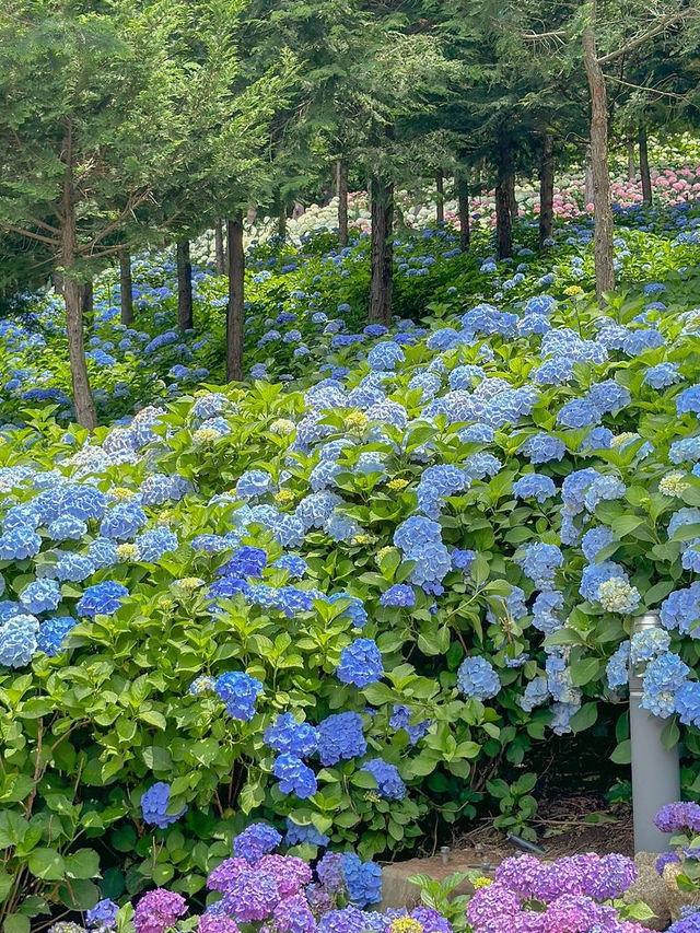세상에세 제일 예쁜 수국의 지상낙원🩵💜