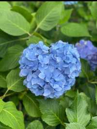 無料で楽しめる紫陽花スポット🤗💠💐月への階段を登ろう☺️🌕✨