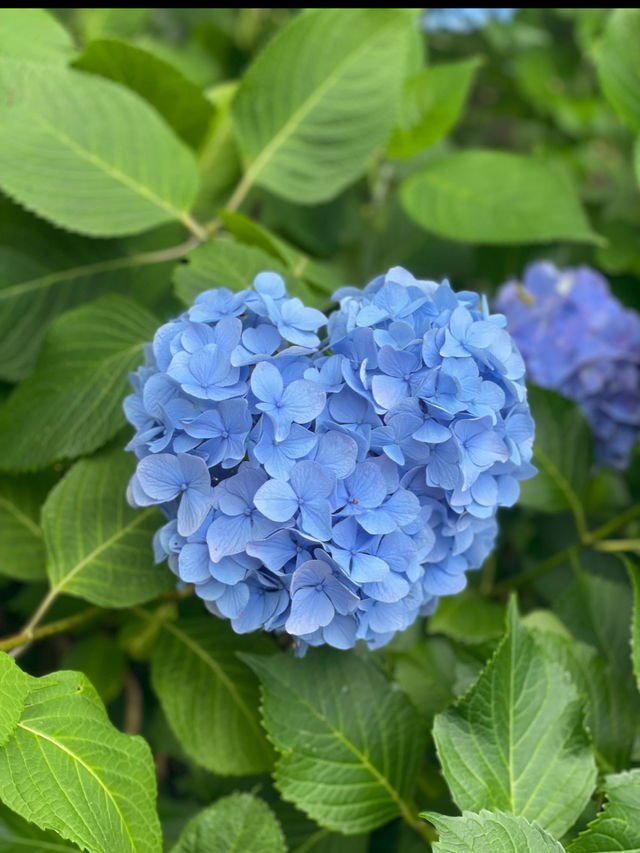無料で楽しめる紫陽花スポット🤗💠💐月への階段を登ろう☺️🌕✨