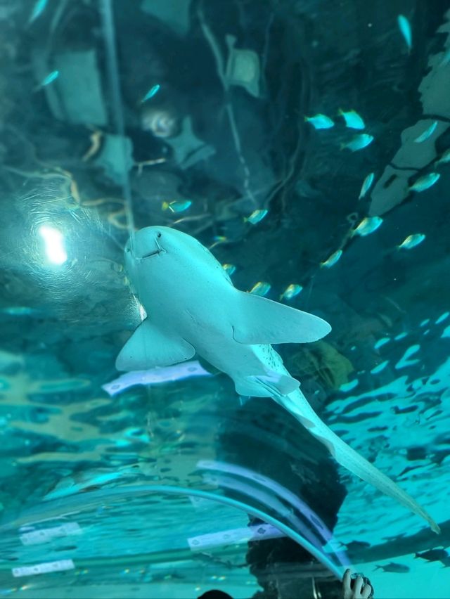 무료로 즐기는 아쿠아리움이 있는 곳🐠