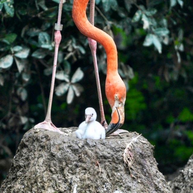 恩賜上野動物園