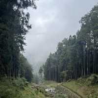 Alishan Taiwan