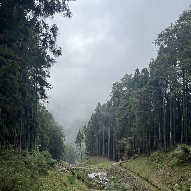 Alishan Taiwan