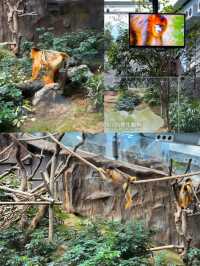 พาชมสัตว์โซนเอเชียที่สวนสนุก Ocean Park 🐒🐼