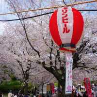 福岡 西公園櫻花之旅