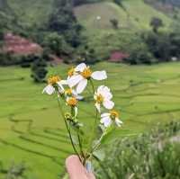 นาขั้นบันได - บ้านเวร บ่อเกลือ, น่าน