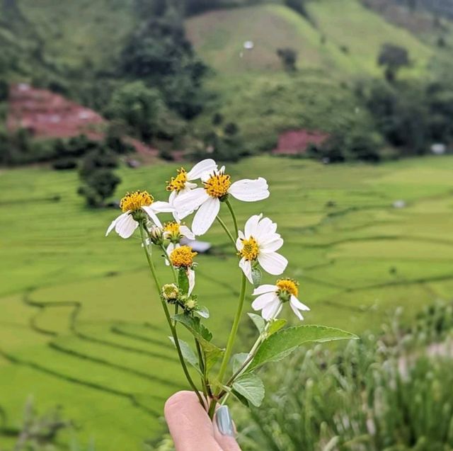 นาขั้นบันได - บ้านเวร บ่อเกลือ, น่าน