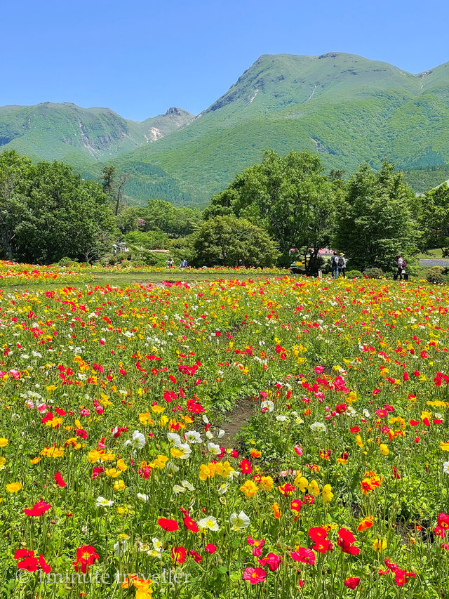 雄大な山々をバックに四季折々の花が咲く、くじゅう花公園