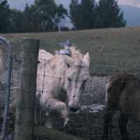 THINGS TO DO IN QUEENSTOWN NZ: DEER PARK HEIGHTS 