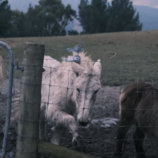 THINGS TO DO IN QUEENSTOWN NZ: DEER PARK HEIGHTS 