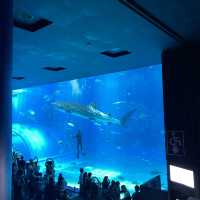 2024沖繩行～鯨鯊真的好大呀～在水族館被藍天白雲追逐