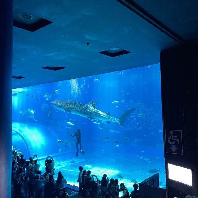 2024沖繩行～鯨鯊真的好大呀～在水族館被藍天白雲追逐