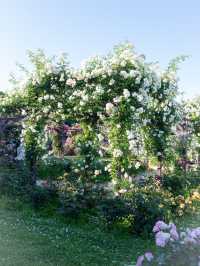 〜大阪府〜3500株の薔薇が咲き誇る大阪長居植物園！