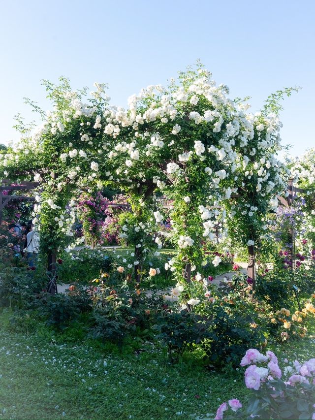 〜大阪府〜3500株の薔薇が咲き誇る大阪長居植物園！